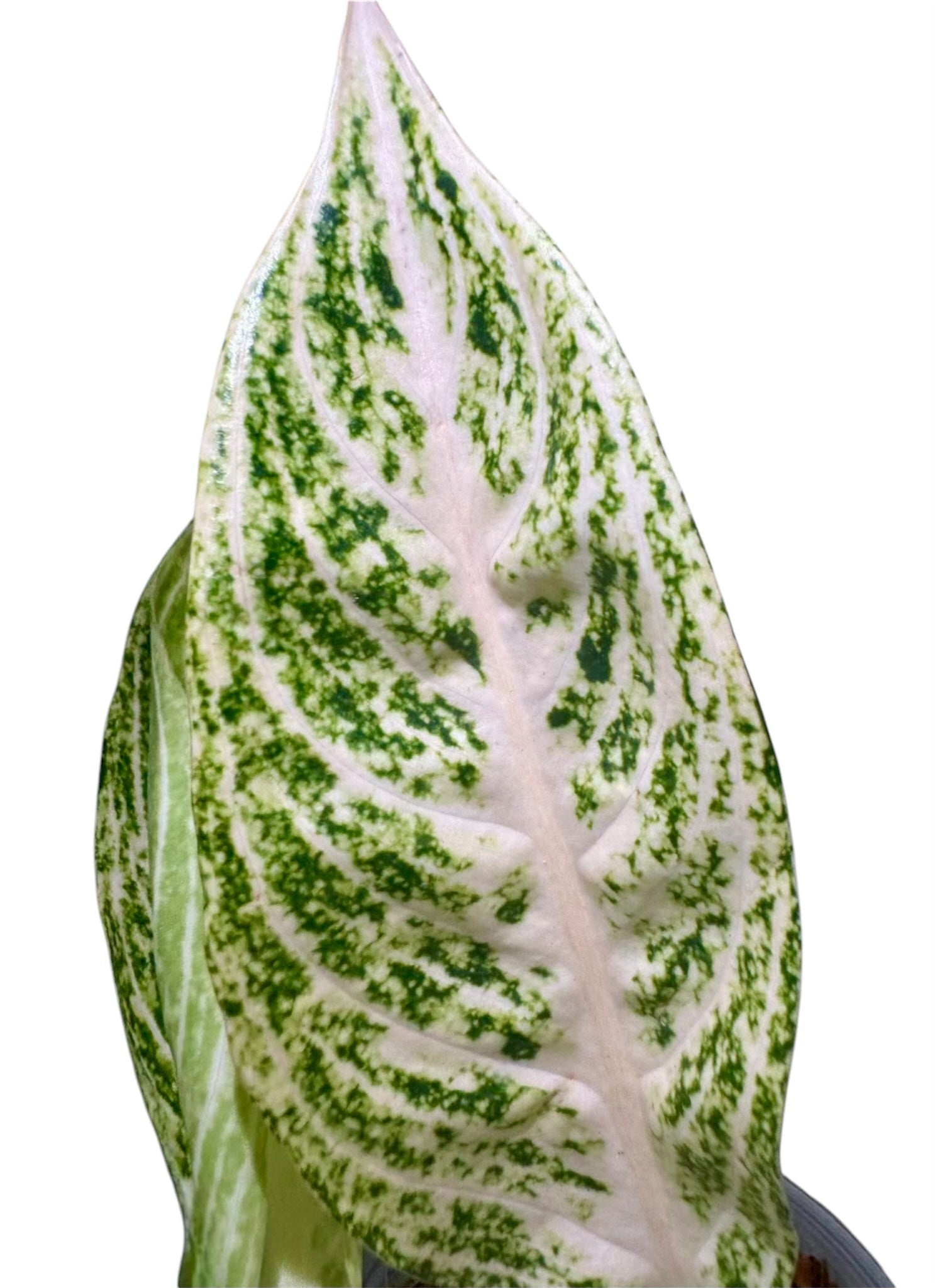 aglaonema legacy Aglaonema Legacy White: rare and elegant white plant – Green and White Plants