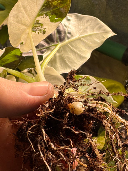 Alocasia Regal Shield Albo - Corm