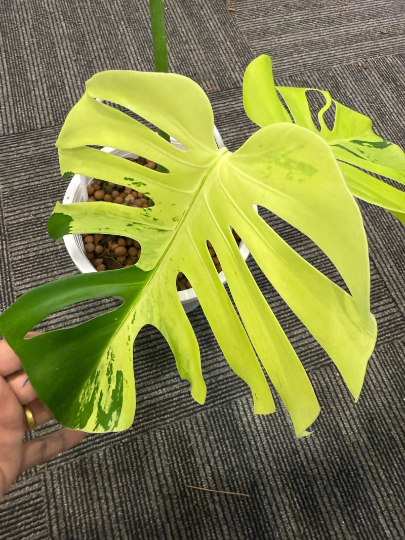 Monstera Light Lime - Pre-order
