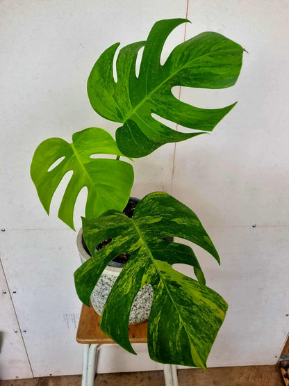 Monstera Green on Green - Sur Mesure