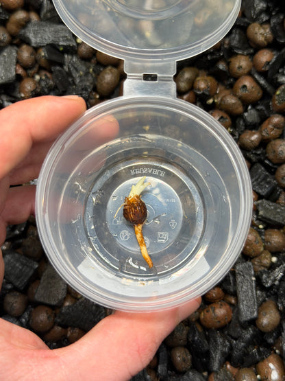 Alocasia Cuculatta « Crinckles » Albo - Bulbe