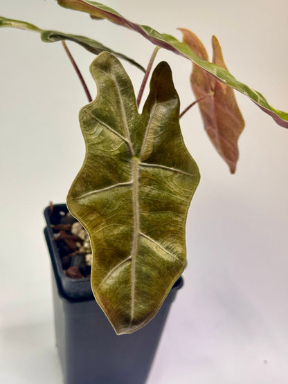 Alocasia Pseudo Sanderiana Pink