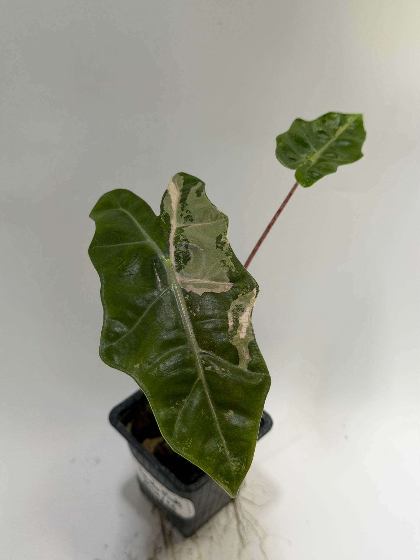 Alocasia Pseudo Sanderiana Pink