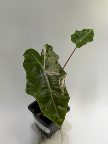 Alocasia Pseudo Sanderiana Pink