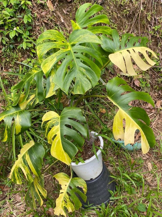 Monstera Deliciosa Borsigiana Aurea XL - Livraison 30 jours