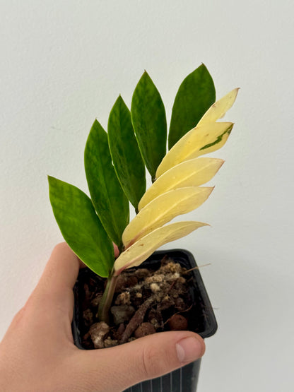 variegated zz plant uk Zamioculcas Variegata: rare tropical plant, easy to care for – Green and White Plants