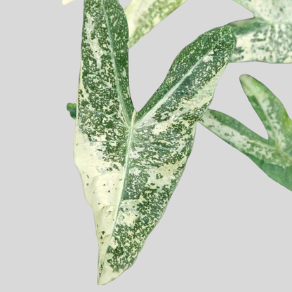 Alocasia Longiloba Thaicon - Bulbe