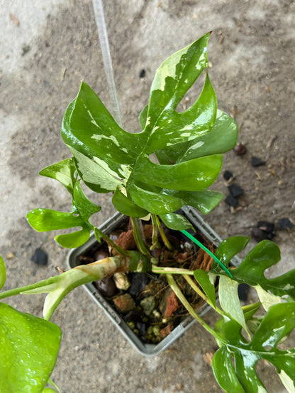 Raphidophora Ginny White Monster