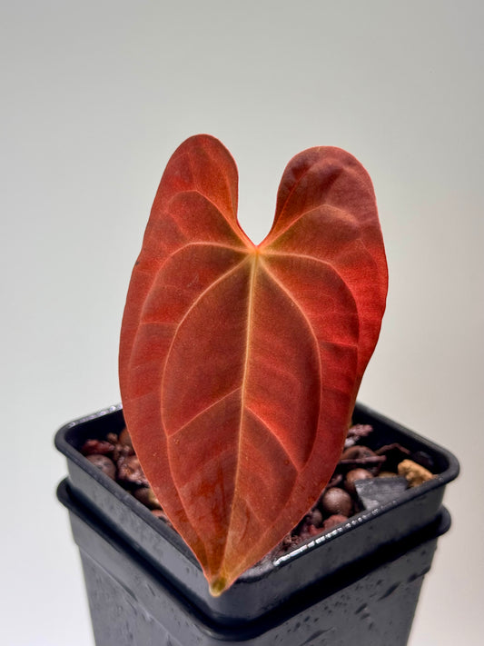 Anthurium Papillilaminum x Dressleri x Red dark phoenix - Bouture enracinée