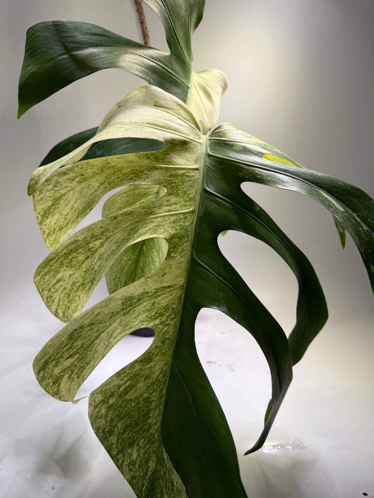 Monstera Jungle Mint
