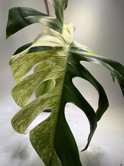 Monstera Jungle Mint