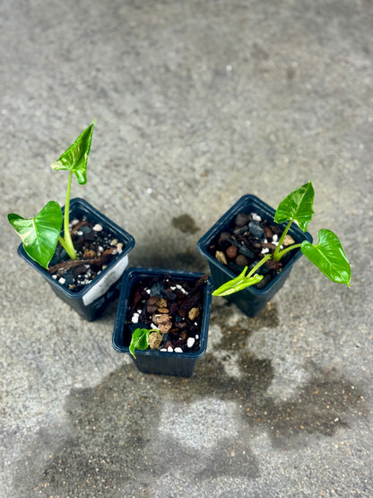 Alocasia Cucullata Crinkless Albo