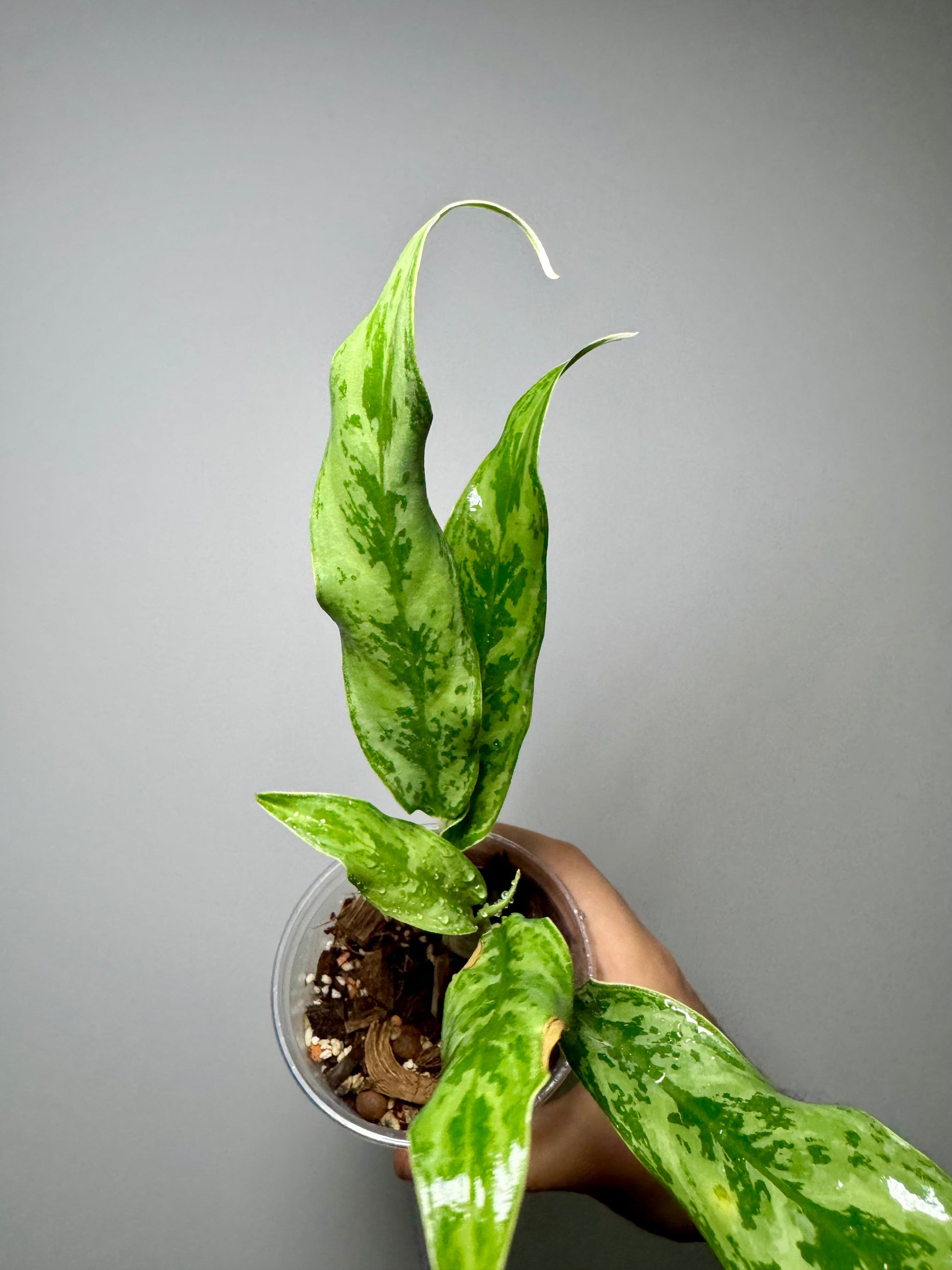 Lot Enchère Aglaonema Kumlaingoenkumlaithong / Setthee / Amazon Green and White Plants