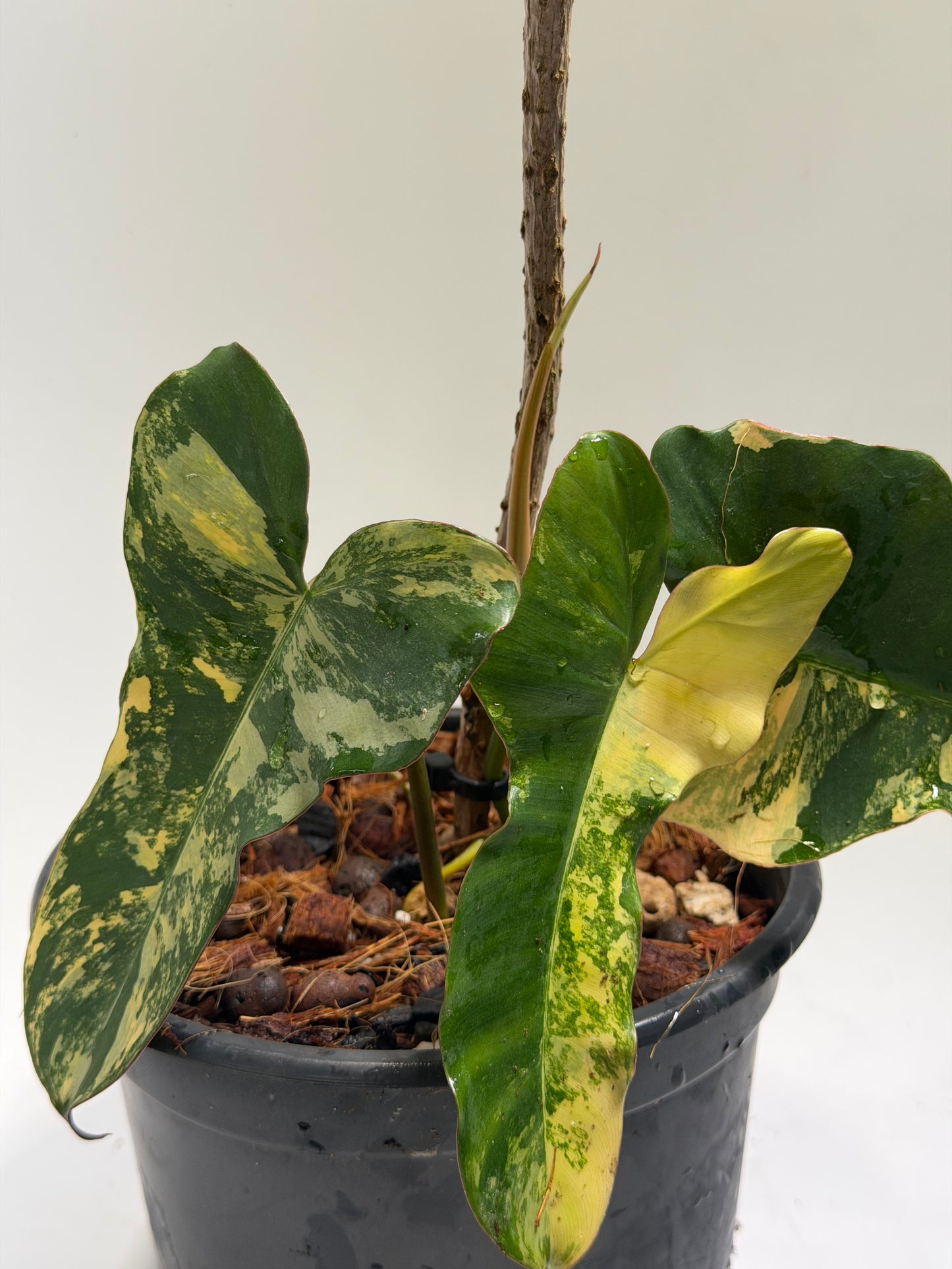 Philodendron Black Billitiae x Florida Beauty
