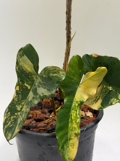 Philodendron Black Billitiae x Florida Beauty