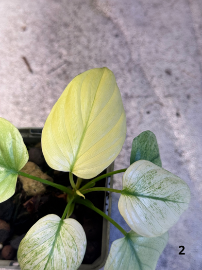 Homalomena Full Mint