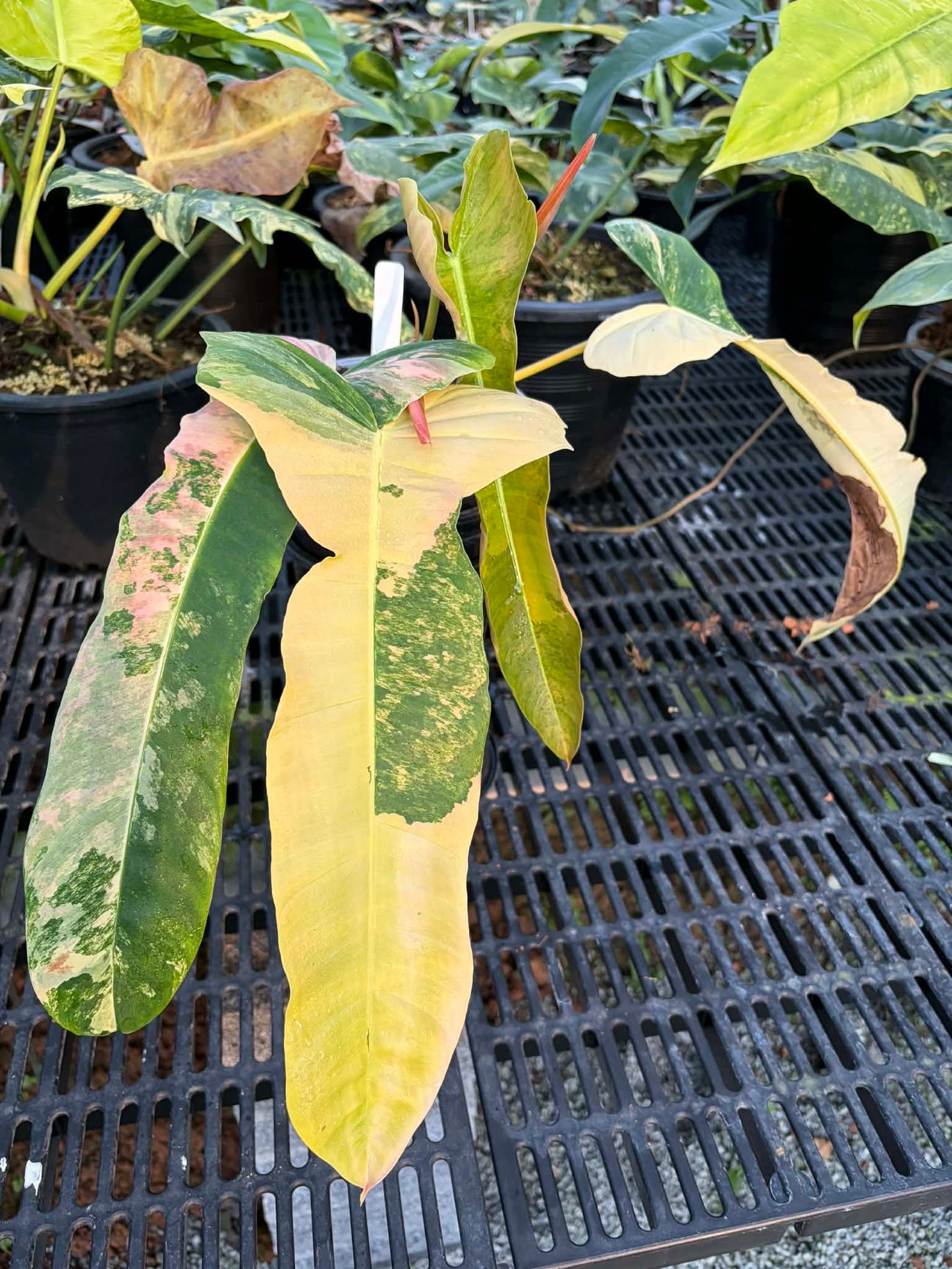 Philodendron FB x Patriciae