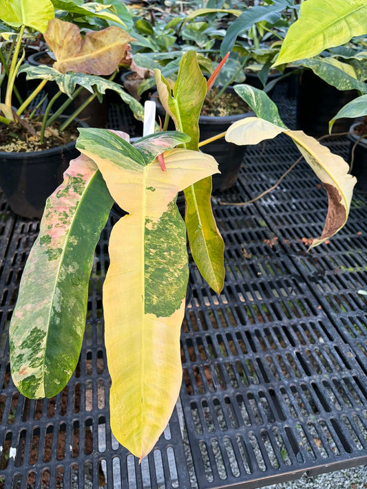 Philodendron FB x Patriciae