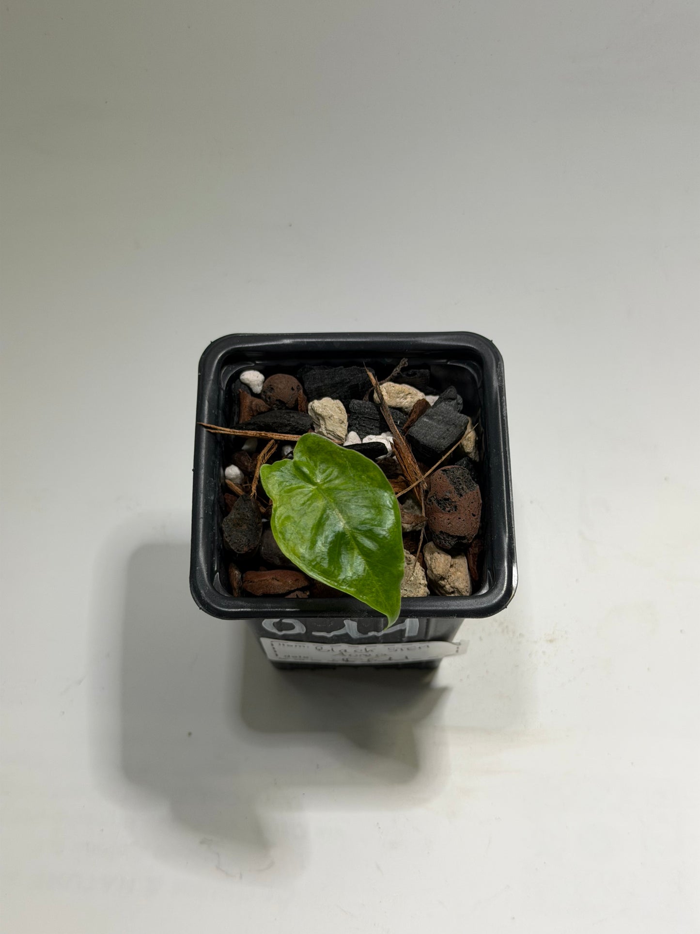 Alocasia Black Stem Aurea