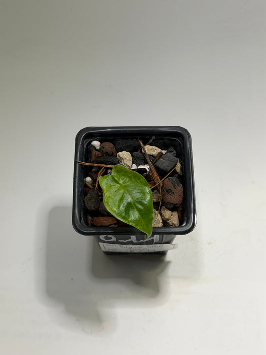 Alocasia Black Stem Aurea