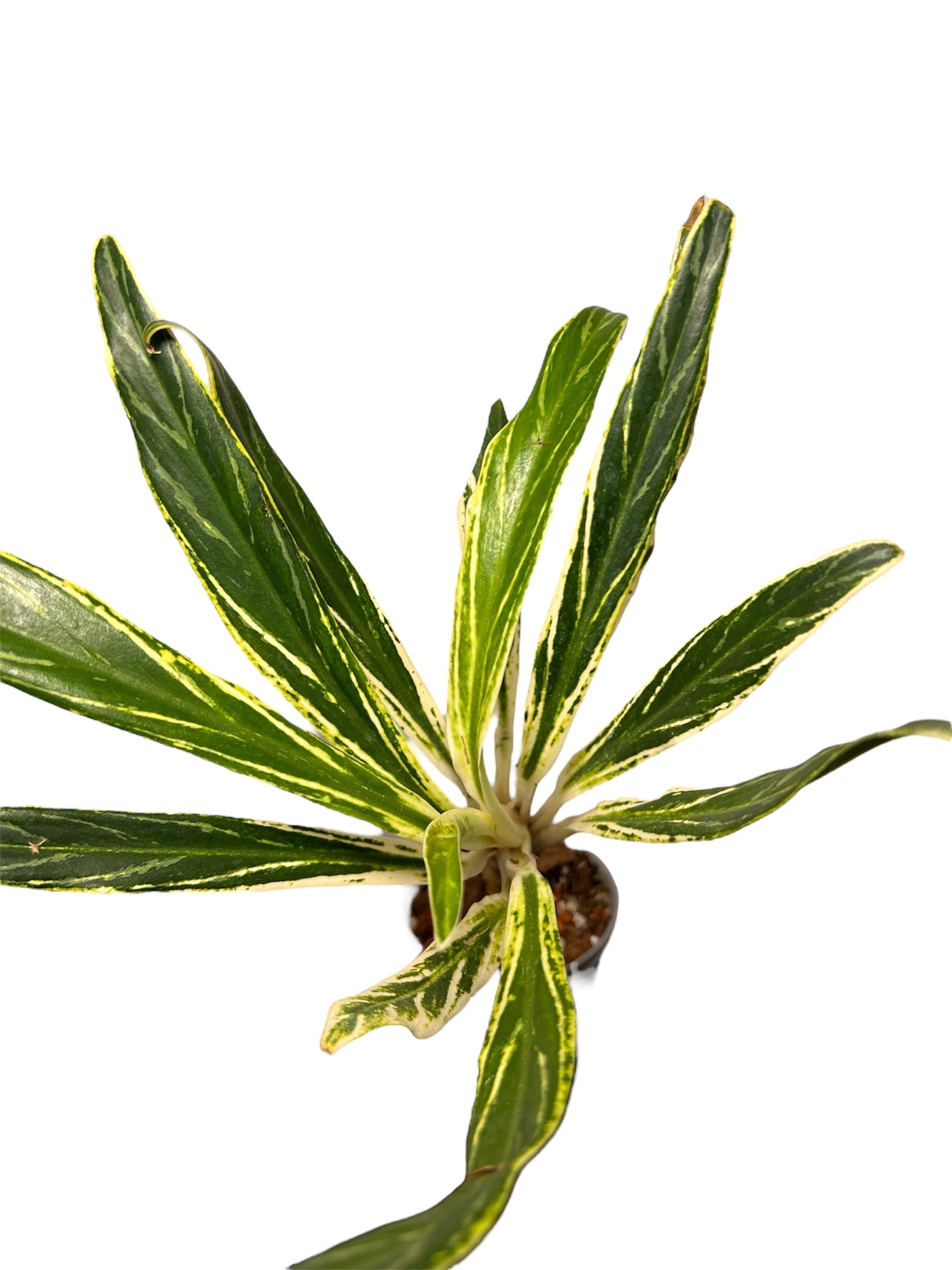 Aglaonema Setthee Ruangkhao Green and White Plants
