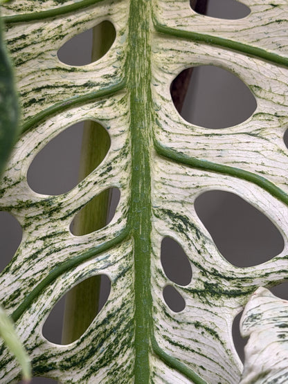Monstera Devil Monster