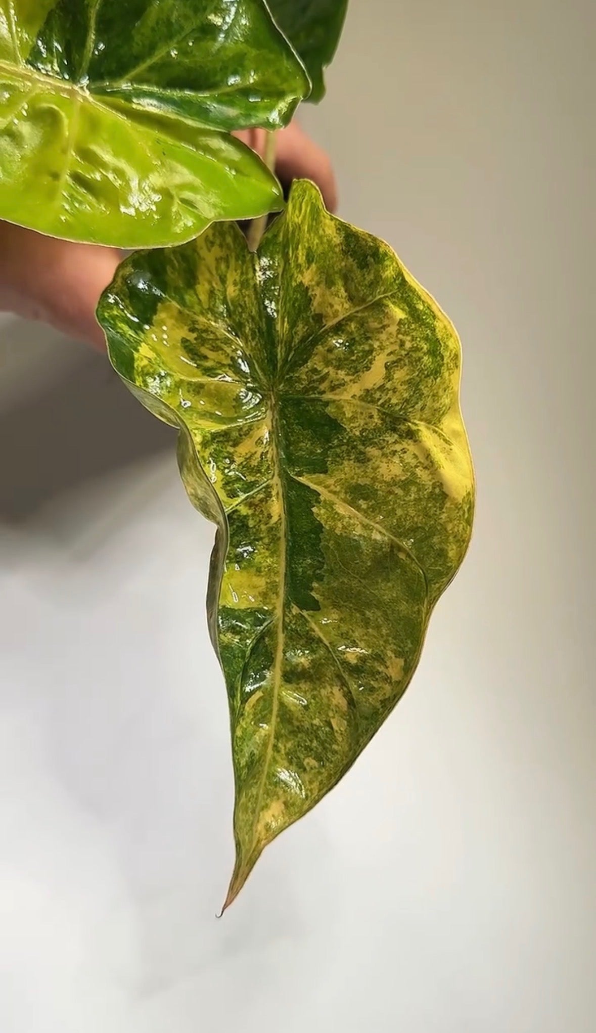 Alocasia (Calidora x Pink Dragon) x (Longiloba Aurea x Infernalis) - Bulbe
