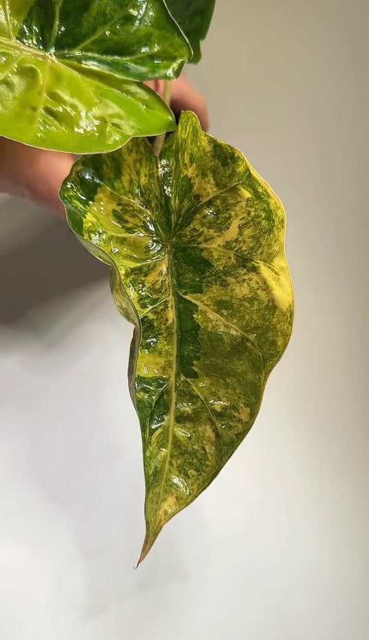 Alocasia (Calidora x Pink Dragon) x (Longiloba Aurea x Infernalis) - Bulbe