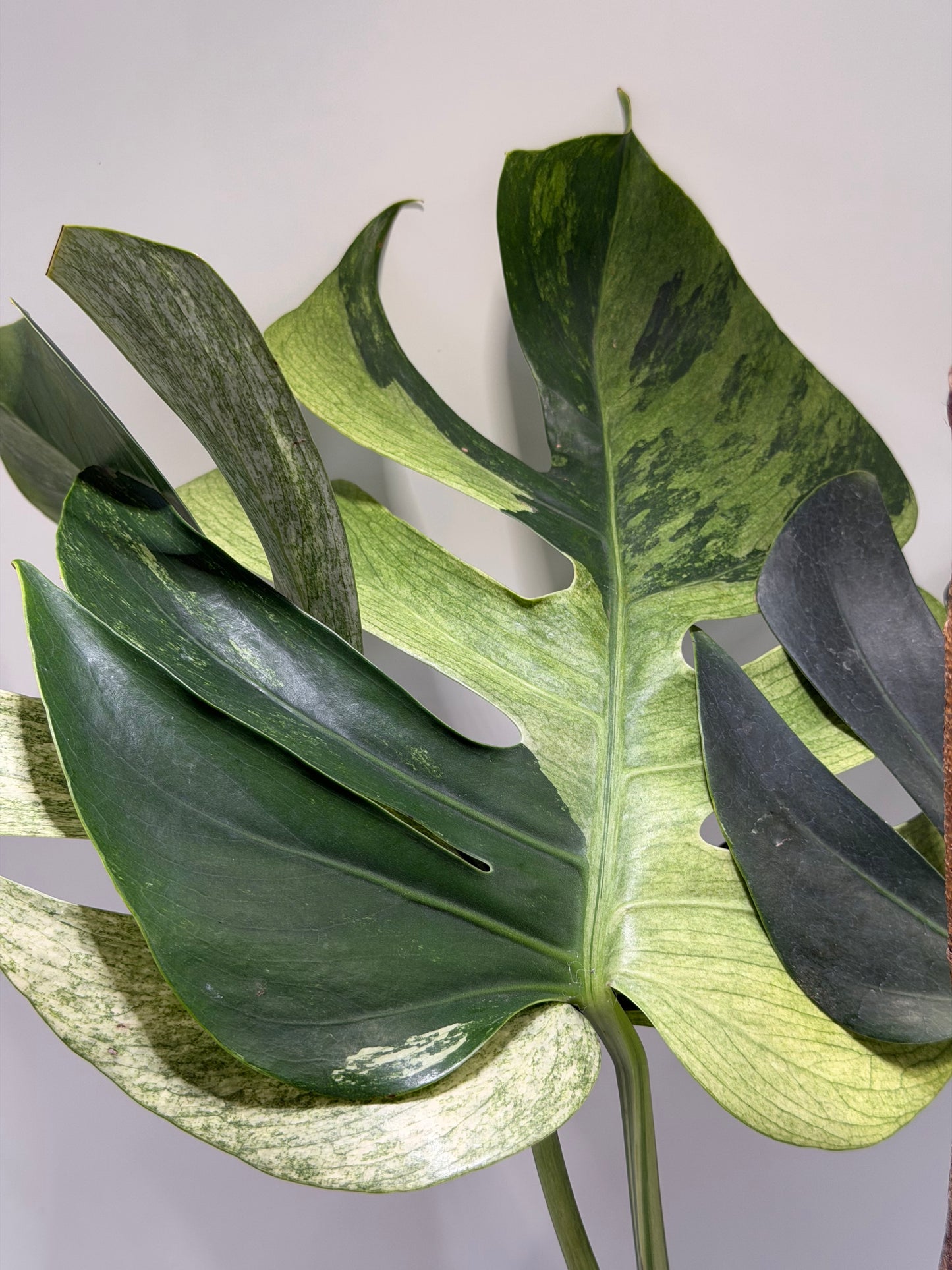 Monstera Jungle Mint