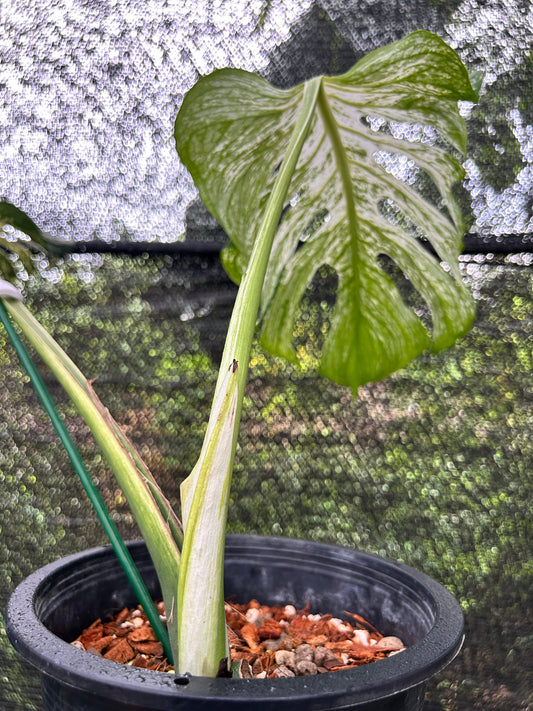 Monstera Devil Monster Green and White Plants
