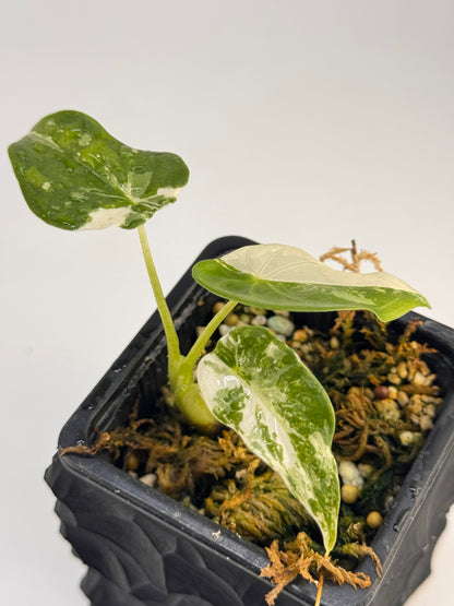 Alocasia Cuculatta „Wagyu“ Albo Variegata
