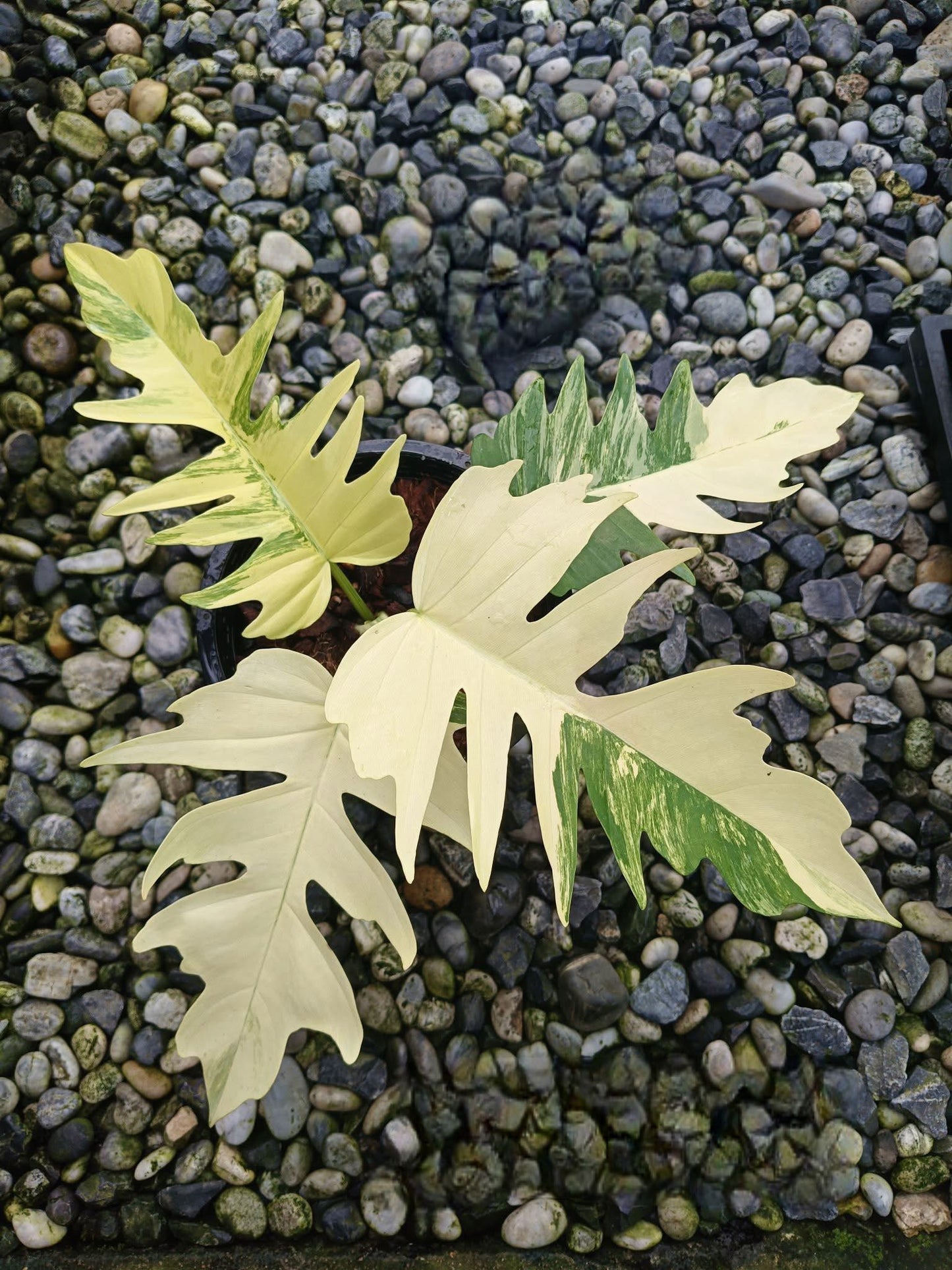 Philodendron (Florida Beauty x Tortum) - Livraison 30 jours