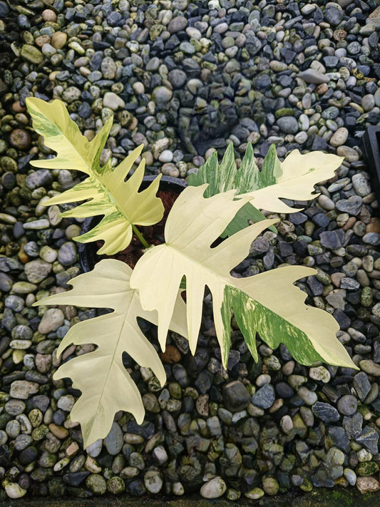 Philodendron (Florida Beauty x Tortum) - Livraison 30 jours