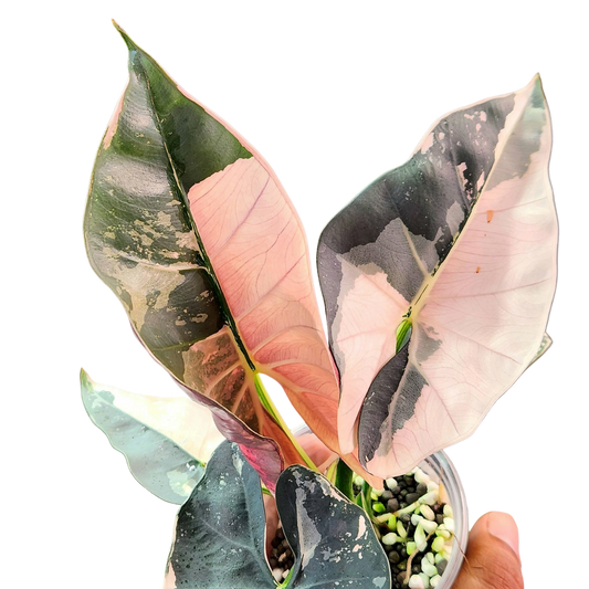 Alocasia Scabriuscula Pink - Bulbe