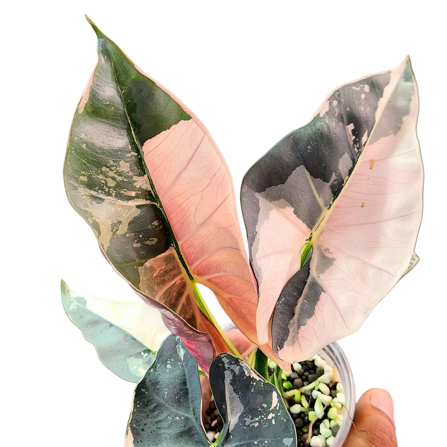 Alocasia Scabriuscula Pink - Bulbe