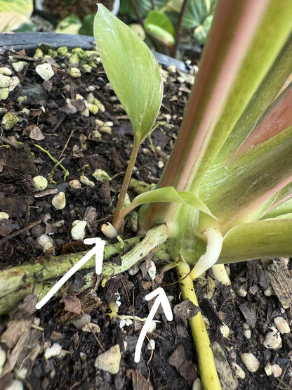 Homalomena Chan Nak Pink Variegata - Livraison 30 jours