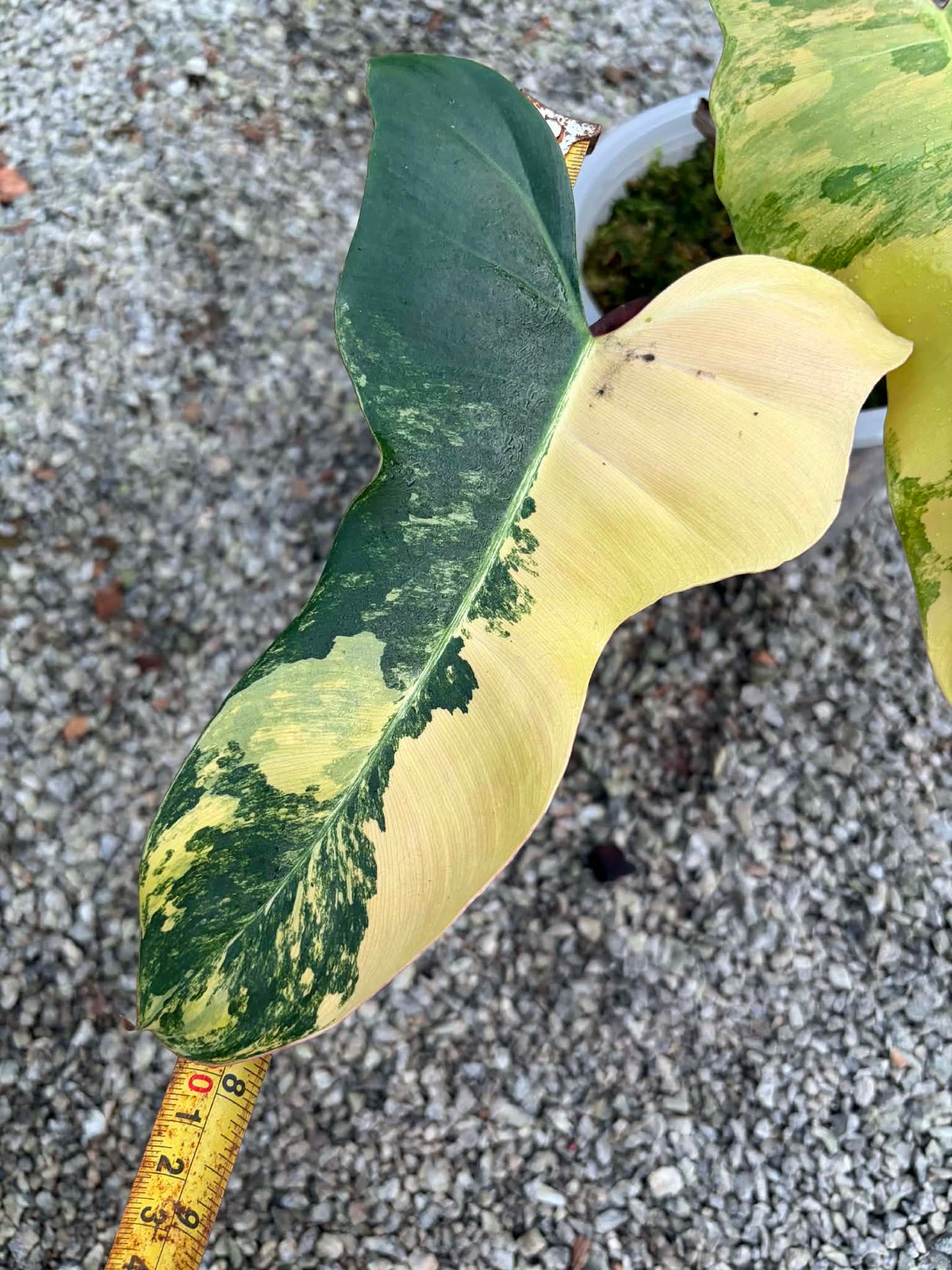Philodendron Brown Beauty