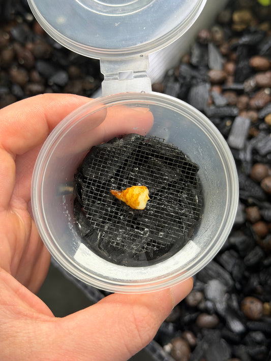 Alocasia Nebula Aurea - Bulbe