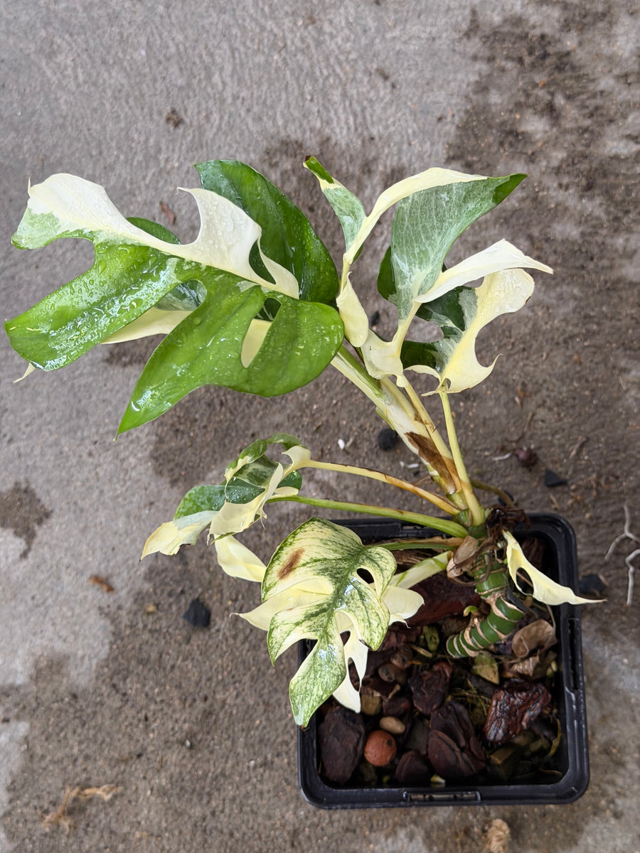Raphidophora Tetrasperma Ginny White Monster