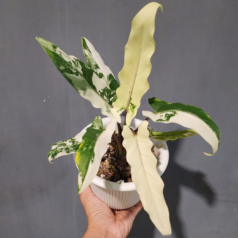 Alocasia Lauterbachiana Albo - Pre-order