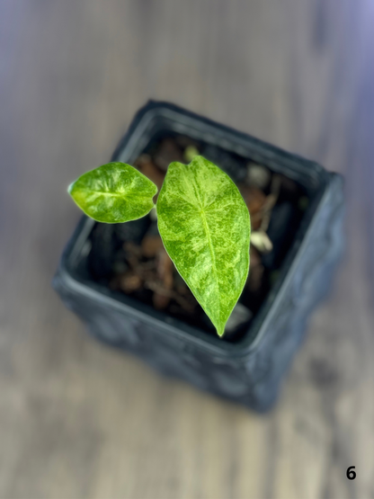 Alocasia Longiloba Mint Lava
