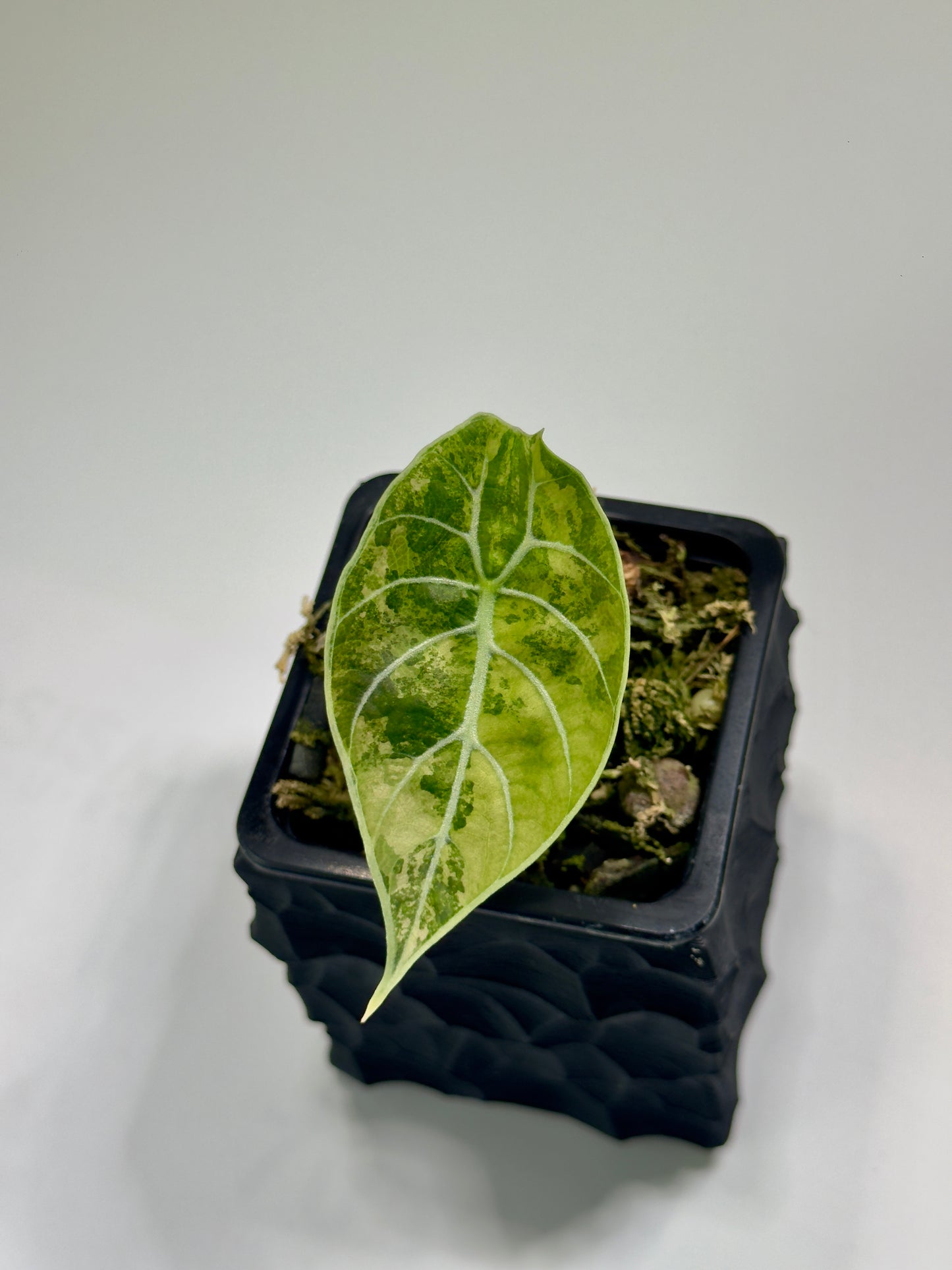 Alocasia Watsoniana Doff Pink