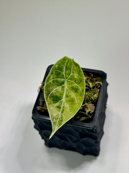Alocasia Watsoniana Doff Pink