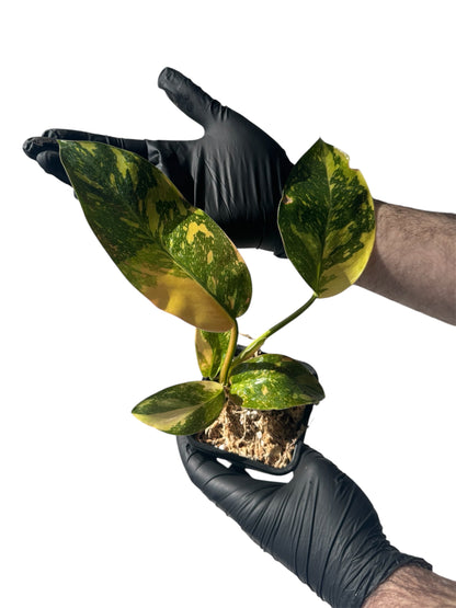 Philodendron Green Congo Hybrid Variegata Green and White Plants