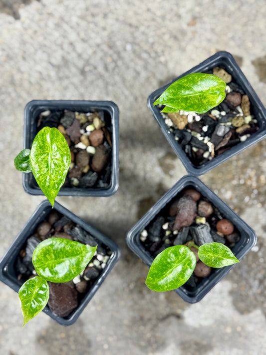 Alocasia Longiloba Mint Lava