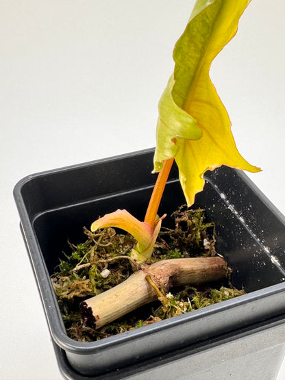 Philodendron Florida Beauty x Mayoi Variegata