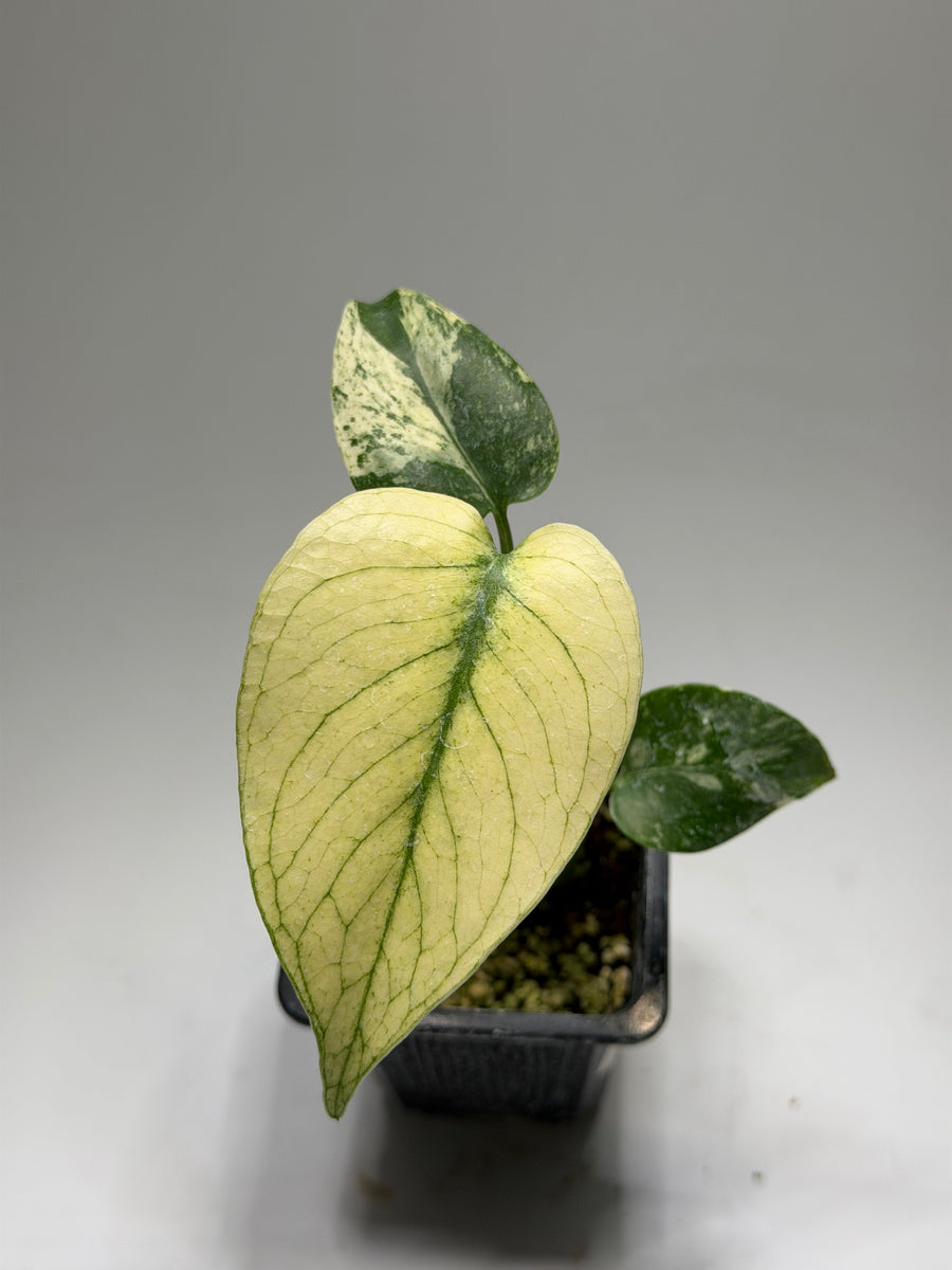 Monstera White Monster