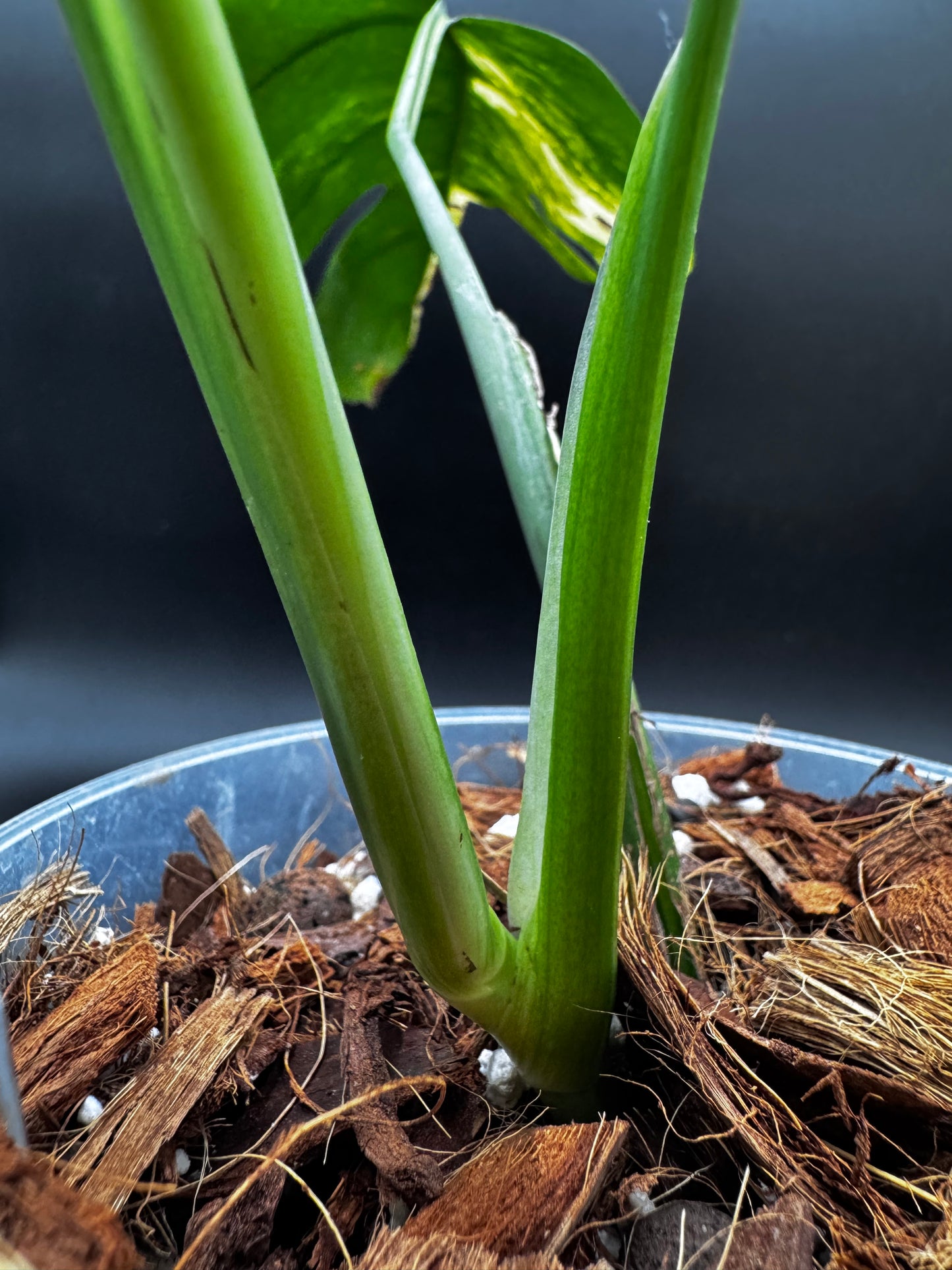 Monstera Aurea Variegata - Lot