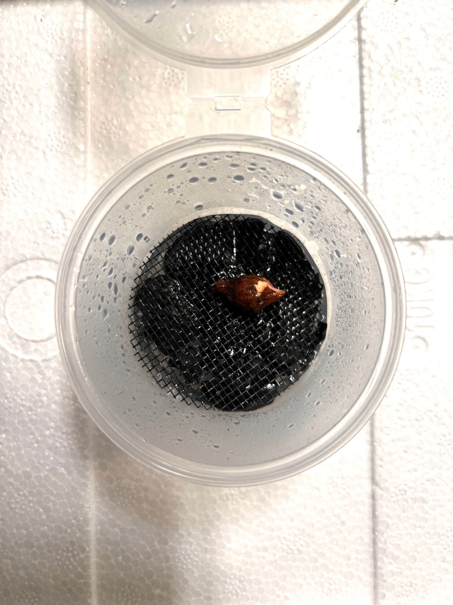 Alocasia Black Stem Albo Variegata - Bulbe