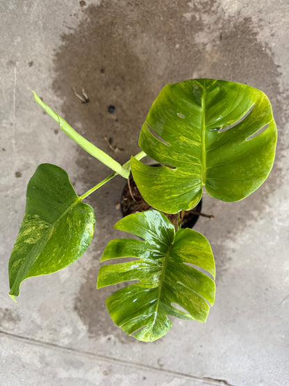 Monstera Borsigiana Aurea